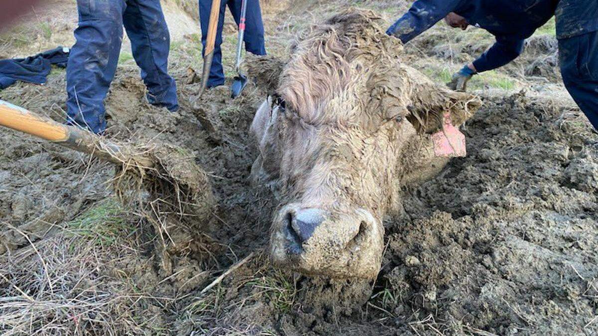 A cow was so exhausted after it was trapped in a mudslide it couldn’t stand up on its own, so firefighters spent five hours “digging, prying, rolling, and using wood planks for leverage” to free it.