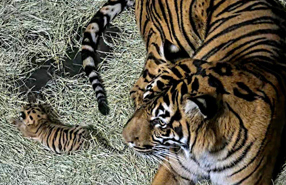 Jillian rests next to her newborn Sumatran tiger cub, born Aug. 23