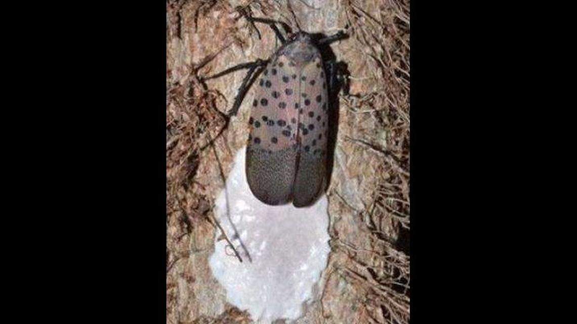 An adult spotted lanternfly leaving behind an egg mass.