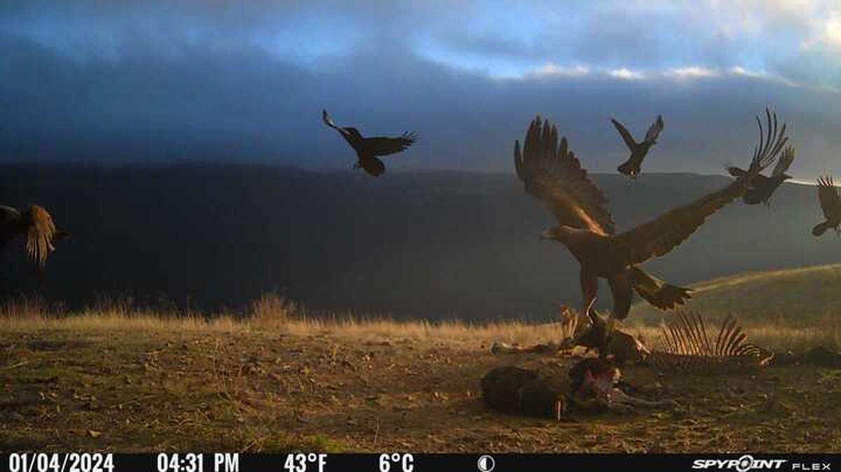 A hungry golden eagle is frightened off a carcass by a coyote in Bitter Creek National Wildlife Refuge in Kern County, California.
