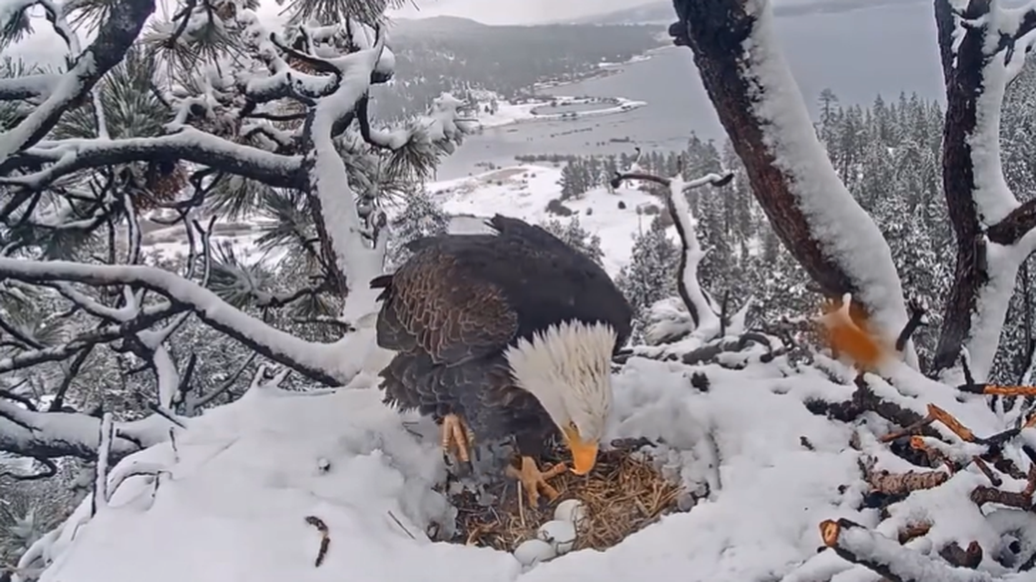 Shadow sees the third egg in the snowy nest for the first time Feb. 1 in Big Bear, California.