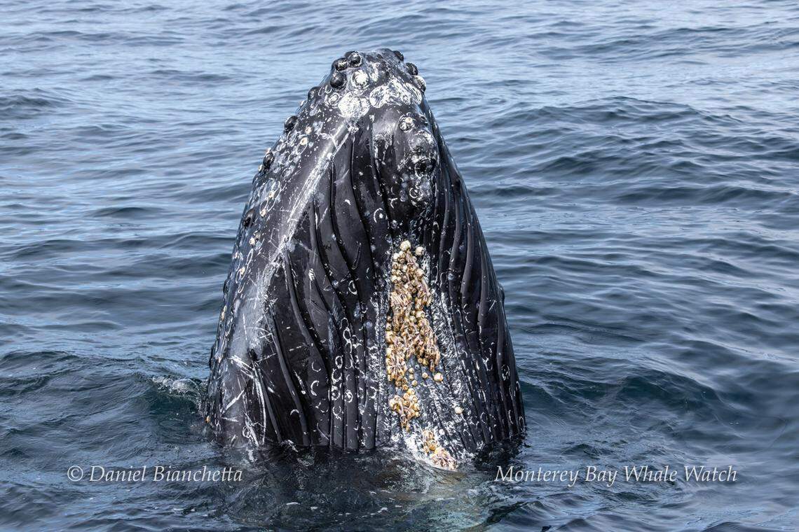 A humpback whale got up close and personal with boaters off the California coast.