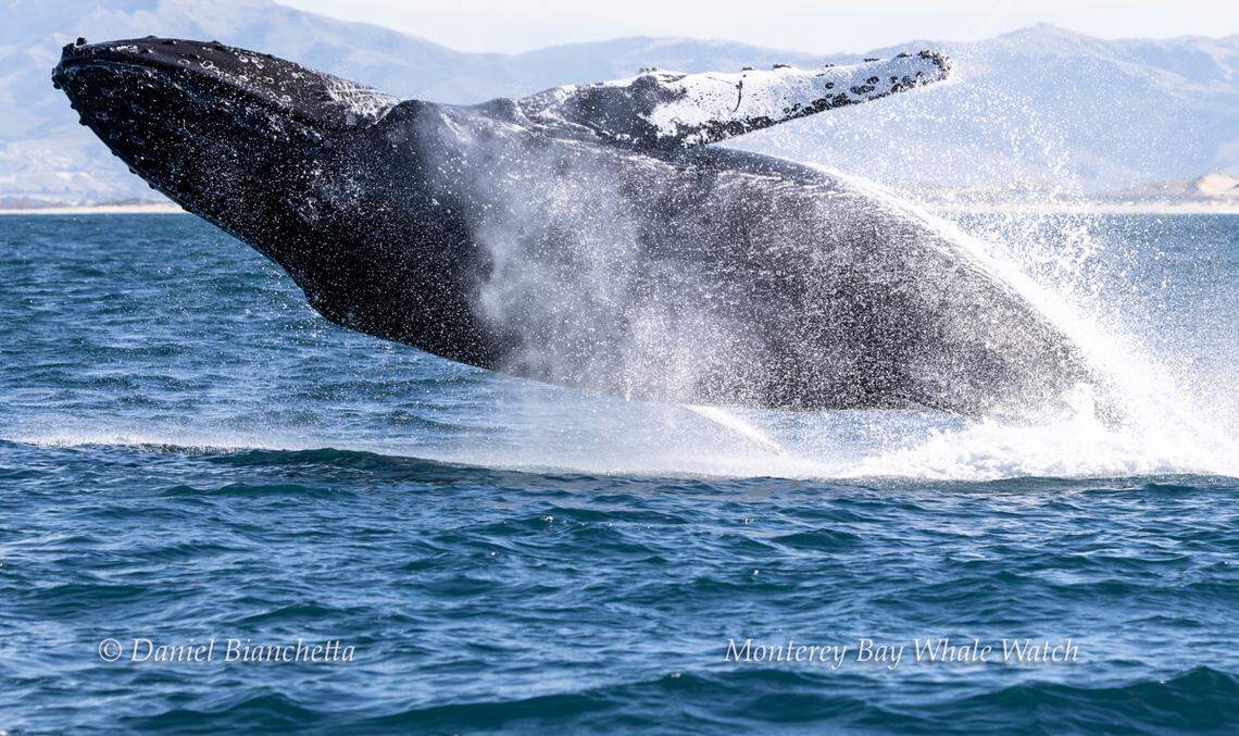 A humpback whale was seen breaching in California, the whale watching group said.