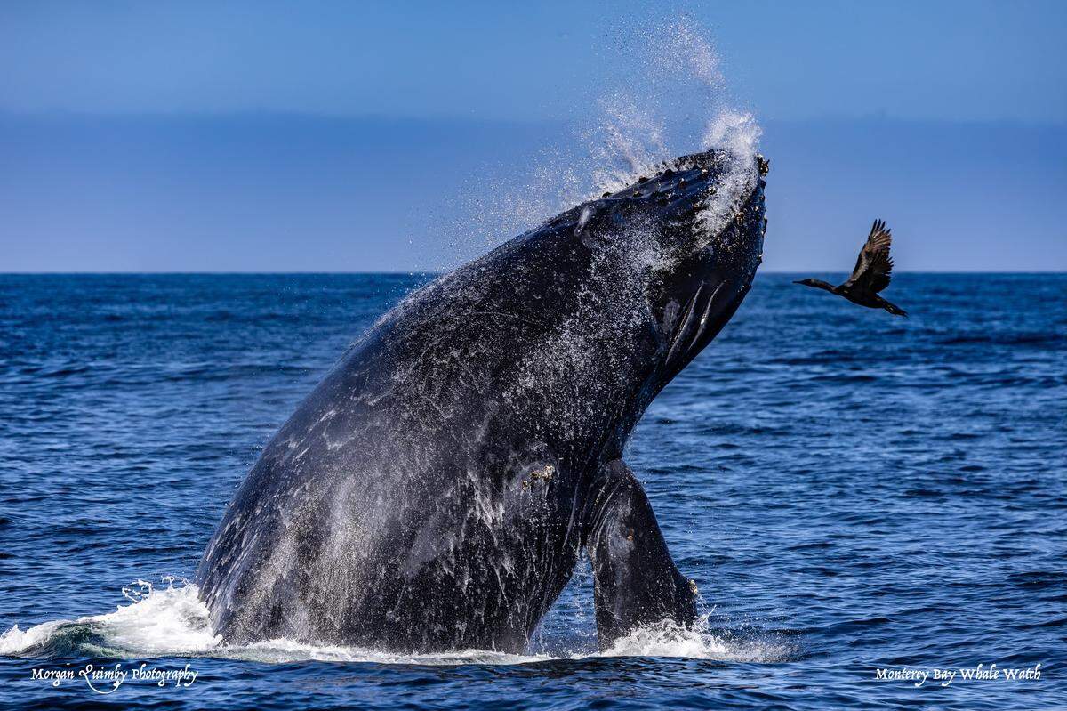 A humpback whale was seen breaching off the coast of California.