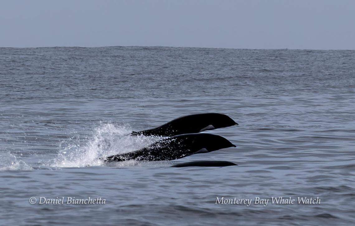 Three different species of dolphin were spotted of California’s coast.