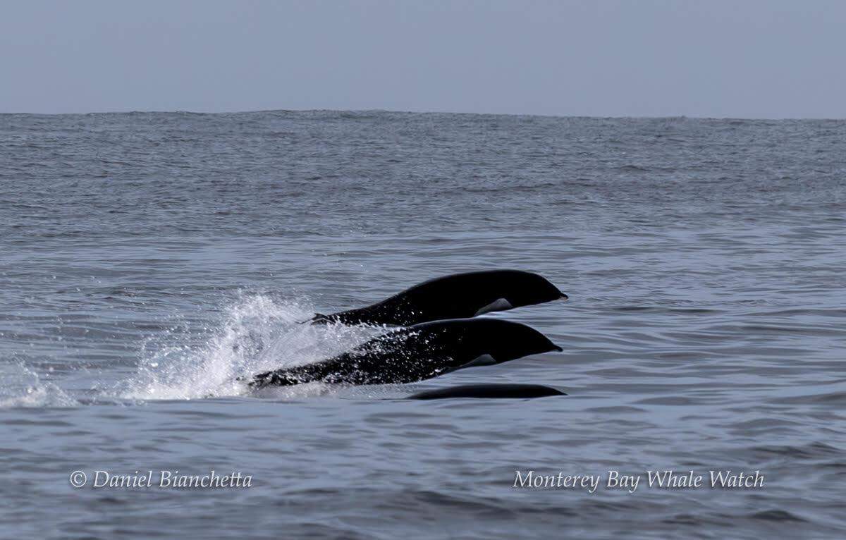 Three different species of dolphin were spotted of California’s coast.