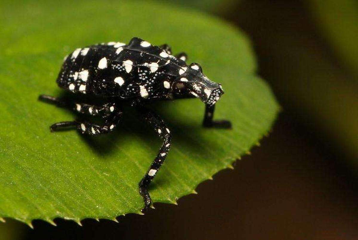 A young spotted lanternfly.