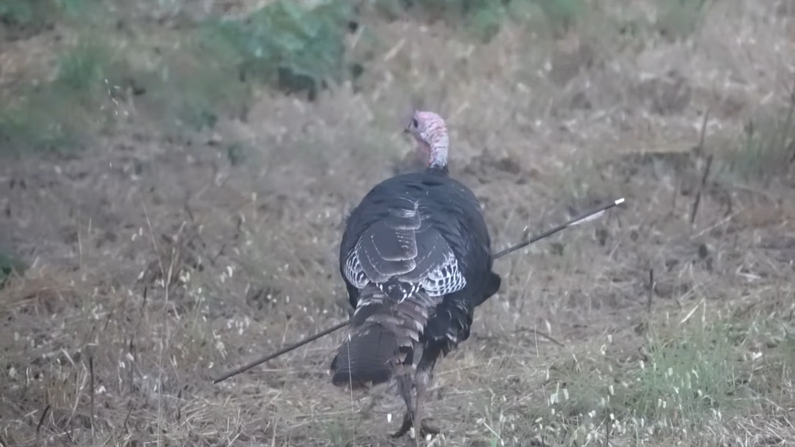 A wild turkey — with an arrow sticking straight through its chest — has been spotted roaming the Monterra area of Southern California.
