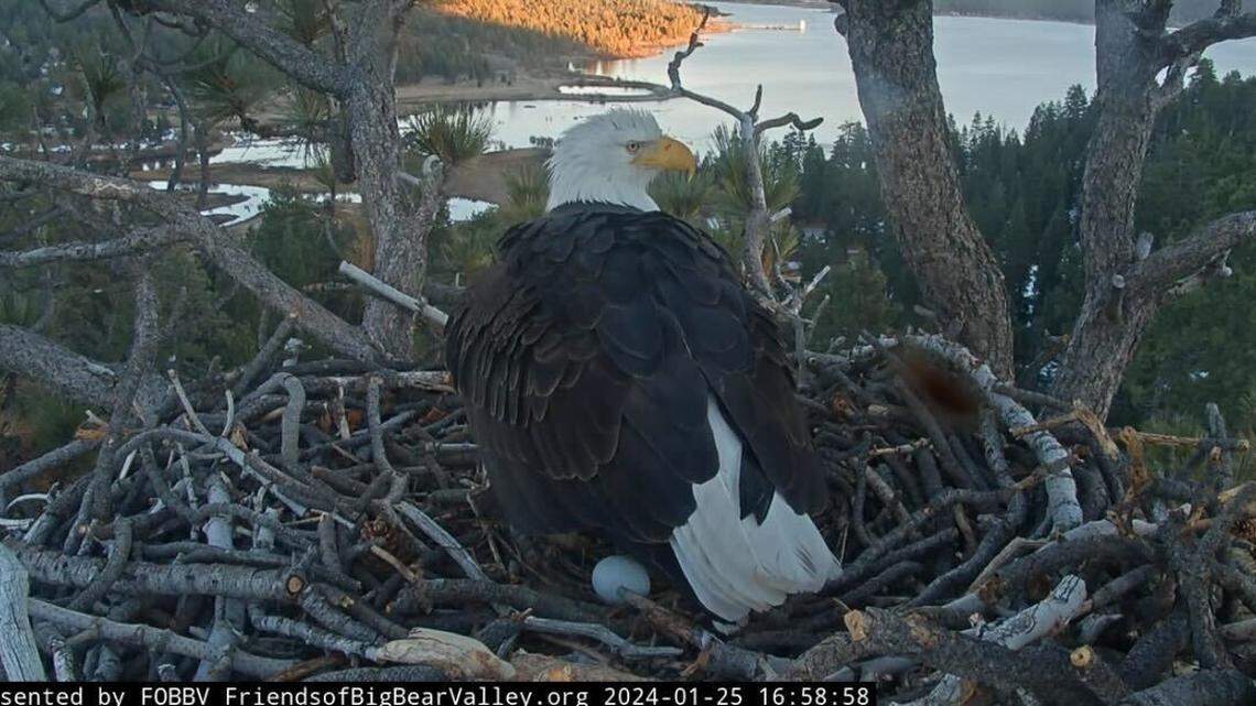 Bald eagle Jackie laid her first egg of the season Jan. 25 in Bear Bear, California.