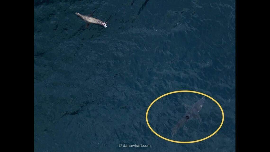 A mako shark was seen hunting a sea lion off the coast of California, boaters said.