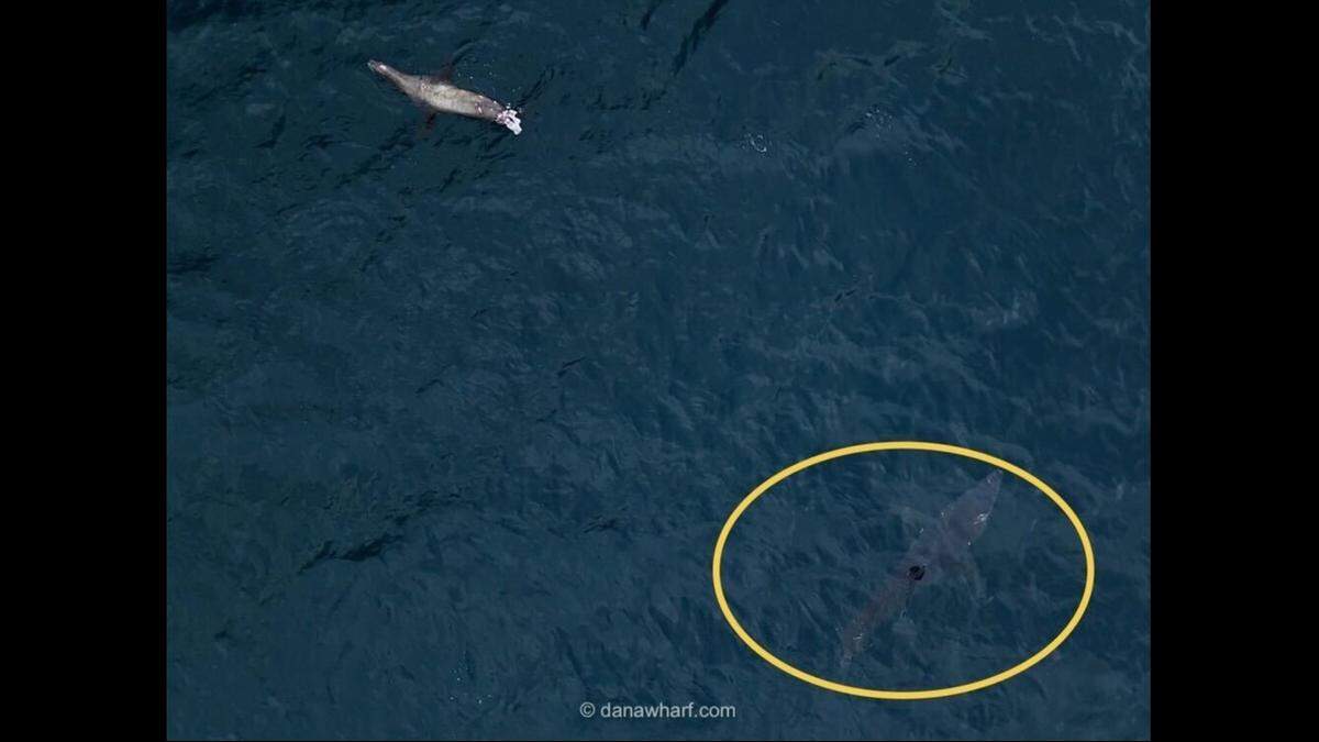 A mako shark was seen hunting a sea lion off the coast of California, boaters said.