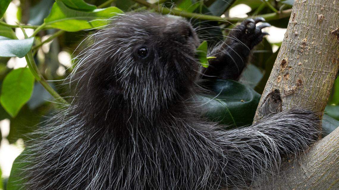The newborn porcupine explores his surroundings after being delivered via C-section at San Diego Zoo.