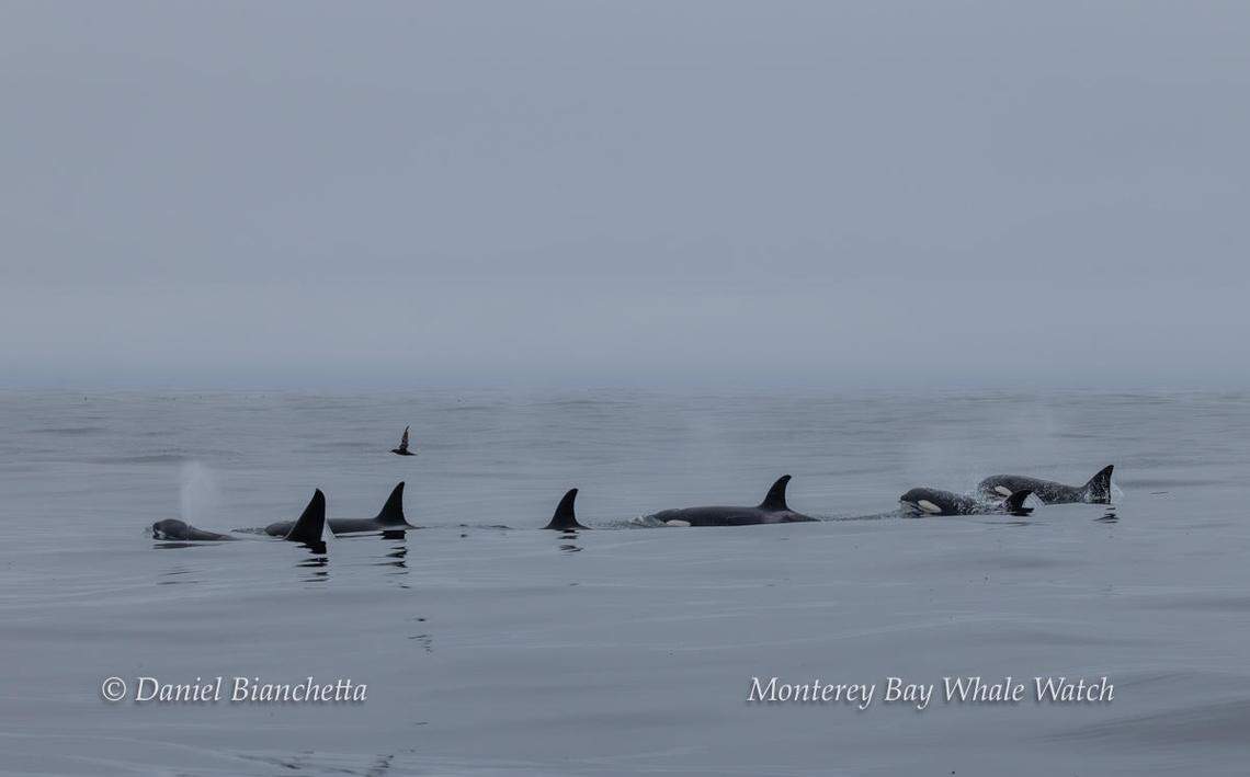 A pod of nine orcas were spotted off the coast of California.