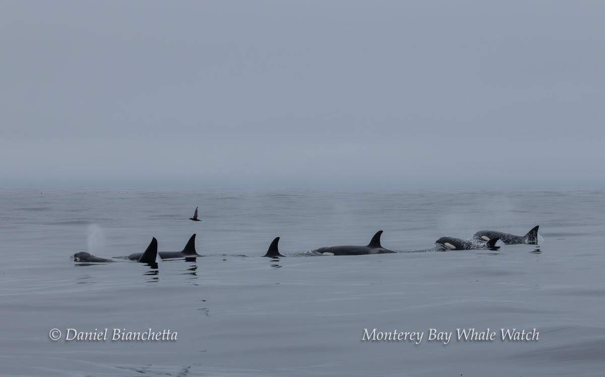 A pod of nine orcas were spotted off the coast of California.