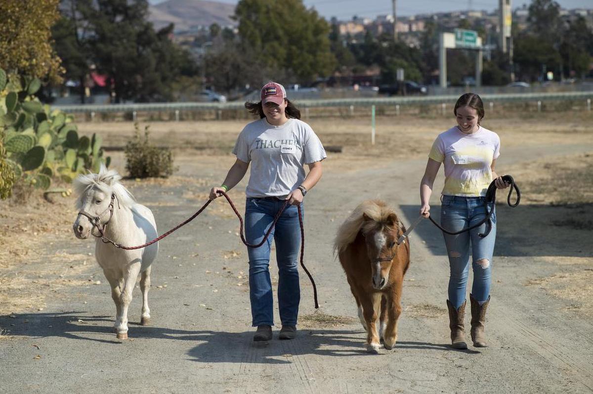Sydney de Polo, left, and Cli Scully, both of Napa, take miniature horses out for a walk, Wednesday, October 18, 2017, while volunteering at the Solano County Fairgrounds that has been turned into a large animal evacuation center, sheltering more than 600 animals evacuated from fire areas including horses, cows, pigs and other livestock.