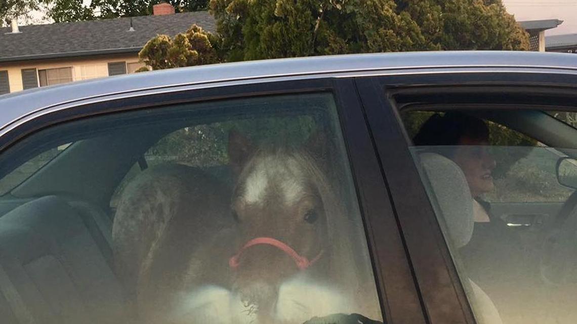 Stardust had to be evacuated by owner Lauren Mesaros on Oct. 9 in the backseat of a Honda Accord.