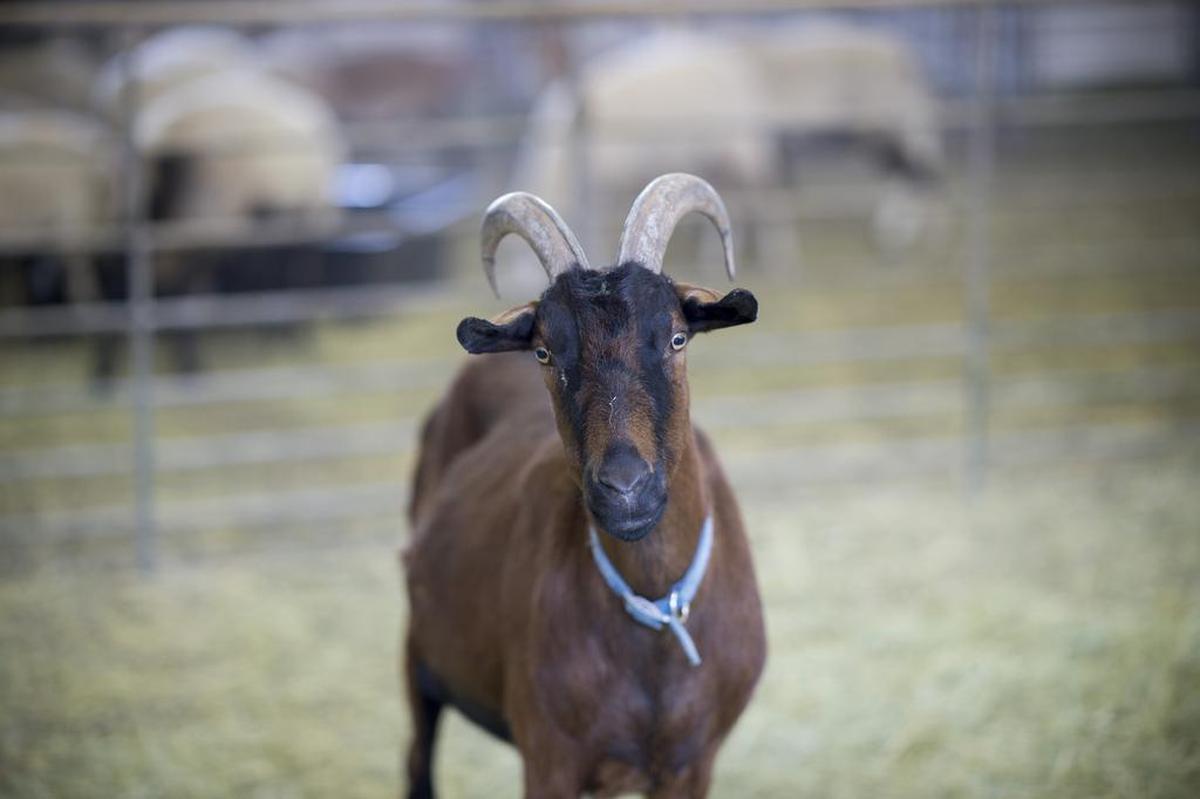 A goat that was evacuated from fire danger takes shelter at the Solano County Fairgrounds, Wednesday, October 18, 2017. Hundreds of horses and other livestock have been evacuated from the wine country fires to the Solano County Fairgrounds in Vallejo.