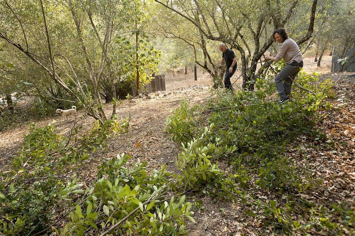 Peter, 75, and Alexandra Sagues, 67, remove vegetation as they prepares to leave their home of 19 years in the Vineyard development as the Pocket Fire approaches in Sonoma County on Wednesday October 11, 2017 in Geysersville.