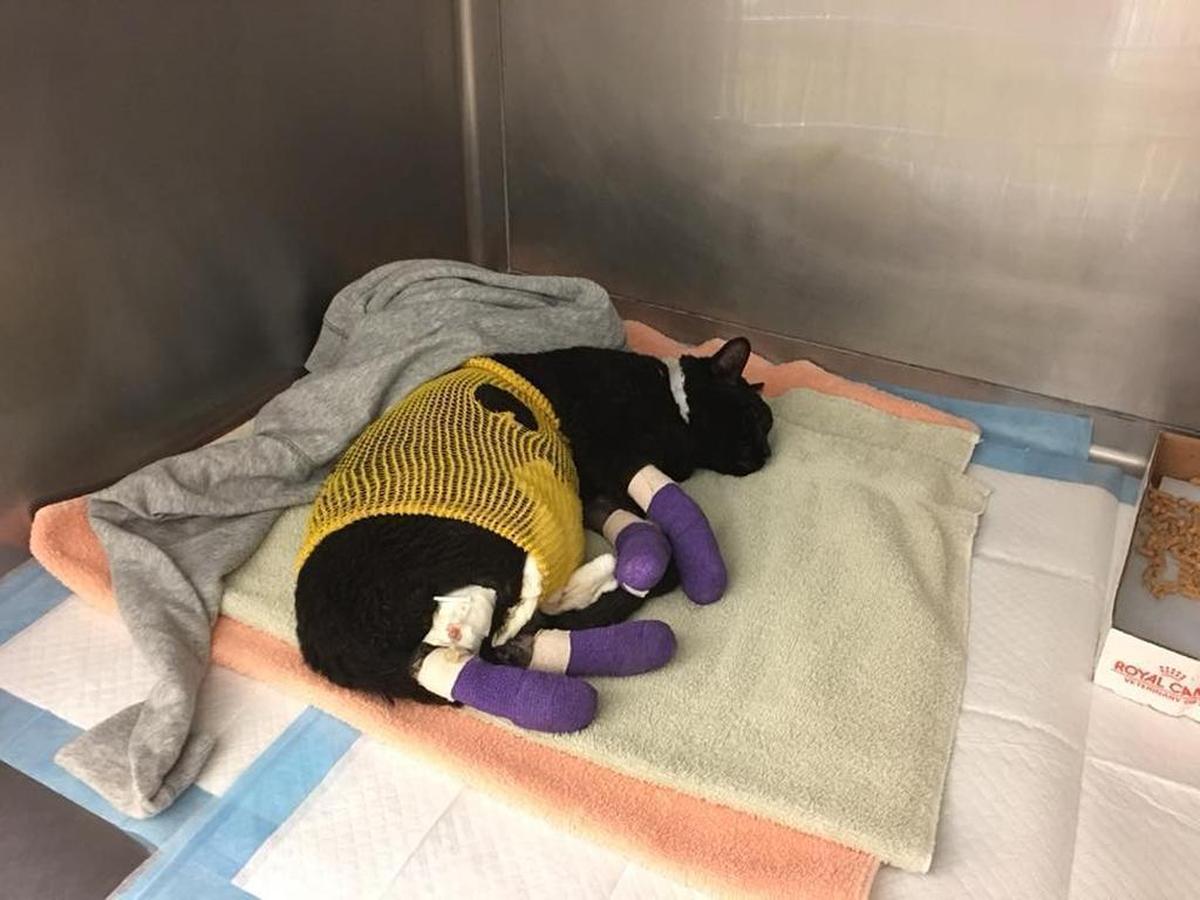 One of eight severely burned cats brought to the UC Davis veterinary hospital Friday night from the Northern California wildfires. All eight have owners who have been identified, and the hospital says it will care for them like their own pets.