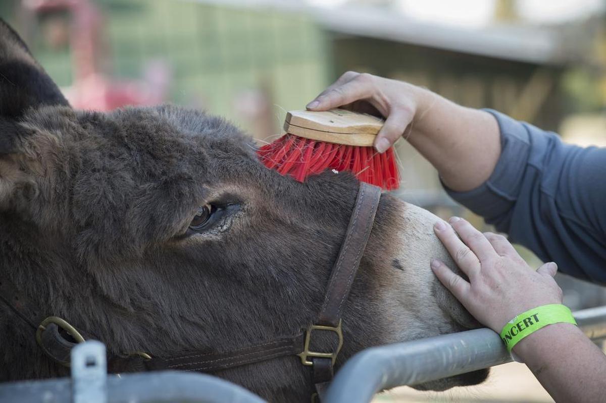 A volunteer brushes a donkey, Wednesday, October 18, 2017 at the Solano County Fairgrounds. Hundreds of horses and other livestock have been evacuated from the wine country fires to the Solano County Fairgrounds in Vallejo. Many are virtually stranded as their owners lost everything.