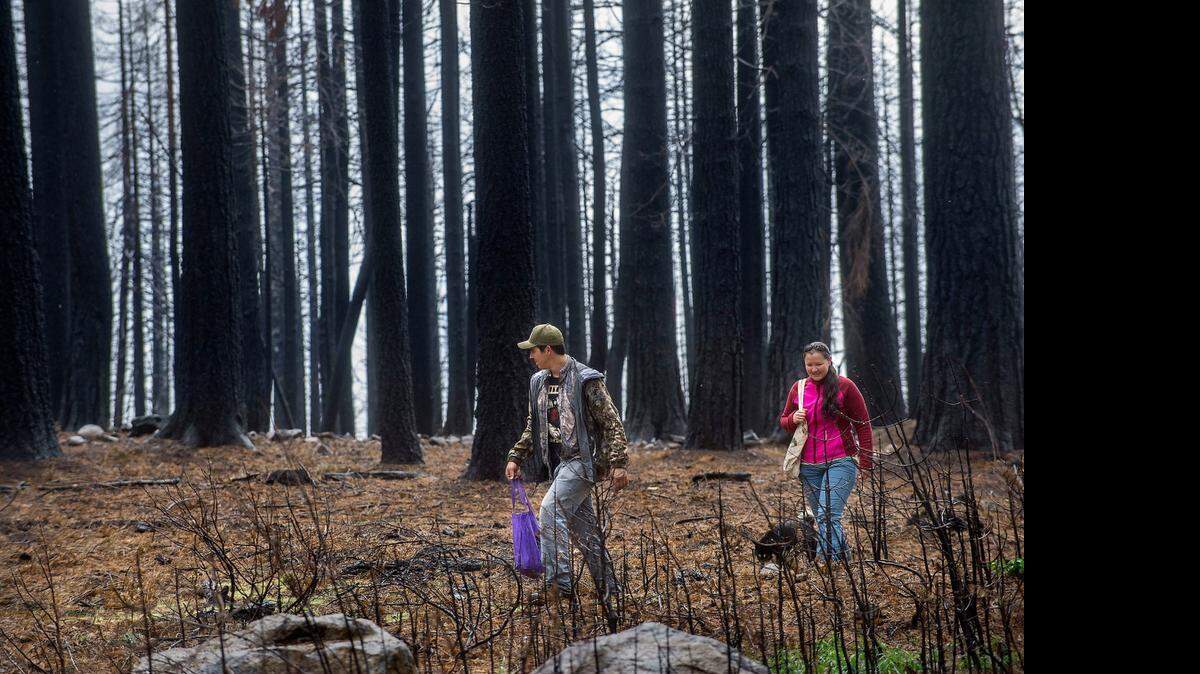 Larry Alameda, left, and Leanne Knutson of Sacramento gather morel mushrooms from beneath the trees charred by last summer’s King fire near Stumpy Meadows in El Dorado County on Saturday. National Forest officials have reopened the damaged lands for public use.