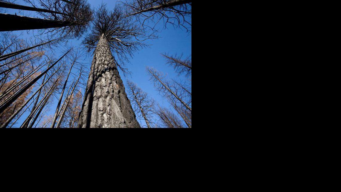 
A canopy of burned pine trees on June 4, 2008, is a reminder of the damage caused by the Moonlight fire. 

