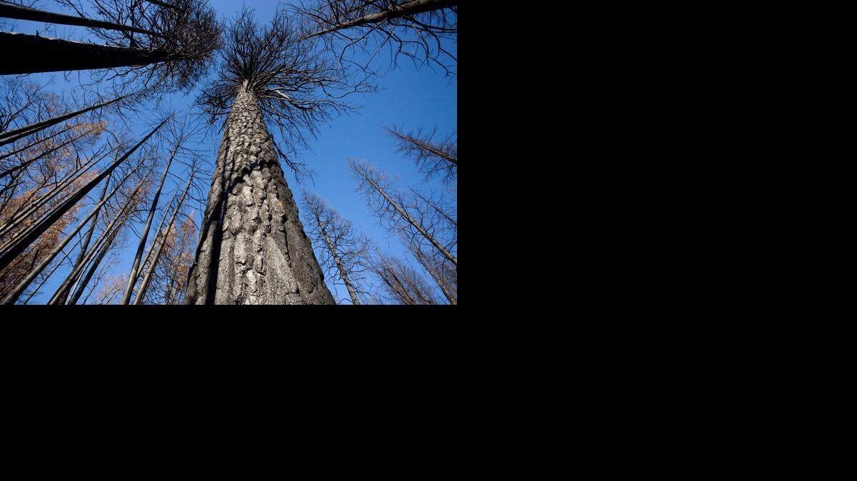 
A canopy of burned pine trees on June 4, 2008, is a reminder of the damage caused by the Moonlight fire. 
