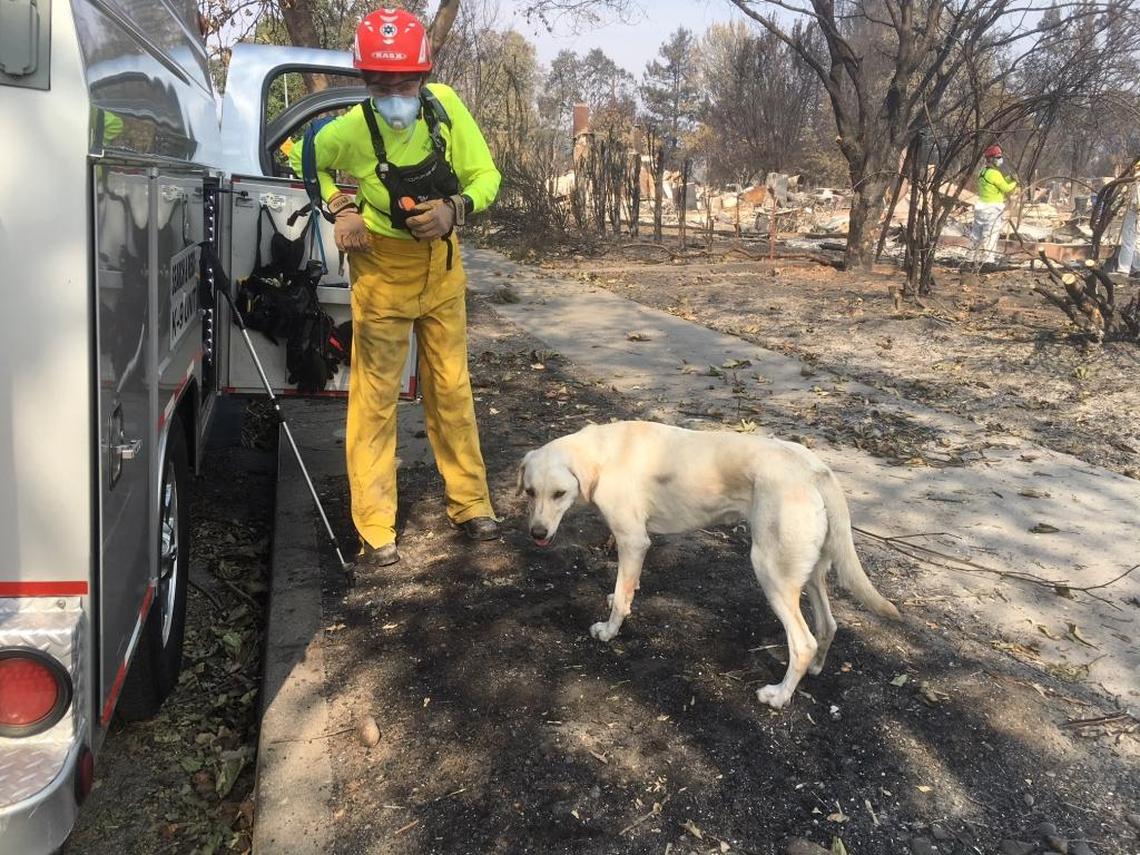Amiga, a yellow lab trained to detect human remains, arrived for her first deployment Monday afternoon in the Coffey Park neighborhood of Santa Rosa. She is shown with her handler Karent Atkinson from Marin search and rescue.