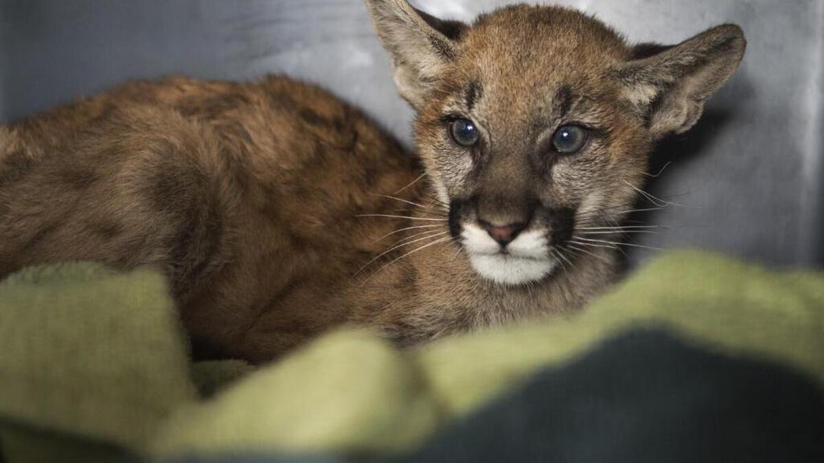 A burned cougar cub is being cared for by Dr. Ben Gonzales, a veterinarian at a California Department of Fish and Wildlife investigation lab in Rancho Cordova .
