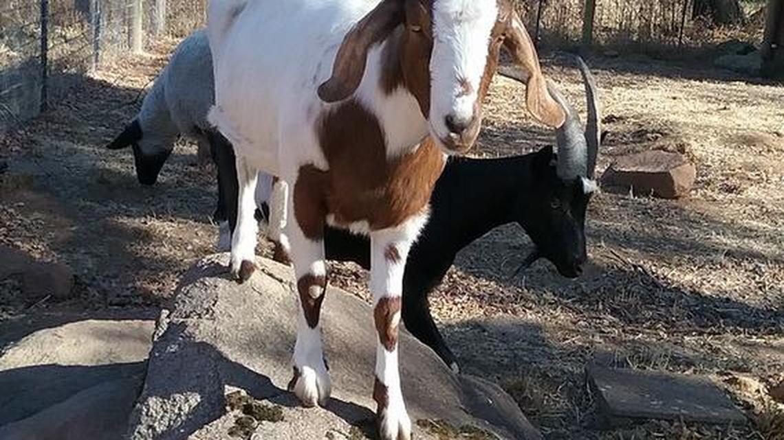The goats from Rescue Ranch in Vacaville explore their temporary home at the Animal Place sanctuary in Grass Valley.