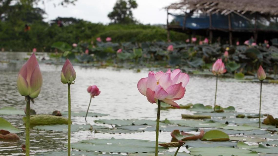 Lotus flowers are seen in a small lake Saturday in Naypyitaw, Myanmar. The Asian Art Museum in San Francisco will attempt to capture a Guinness World Record for the largest human flower Saturday by collecting volunteers to form a giant lotus.
