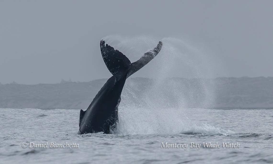 A humpback whale was spotted off the coast of California.