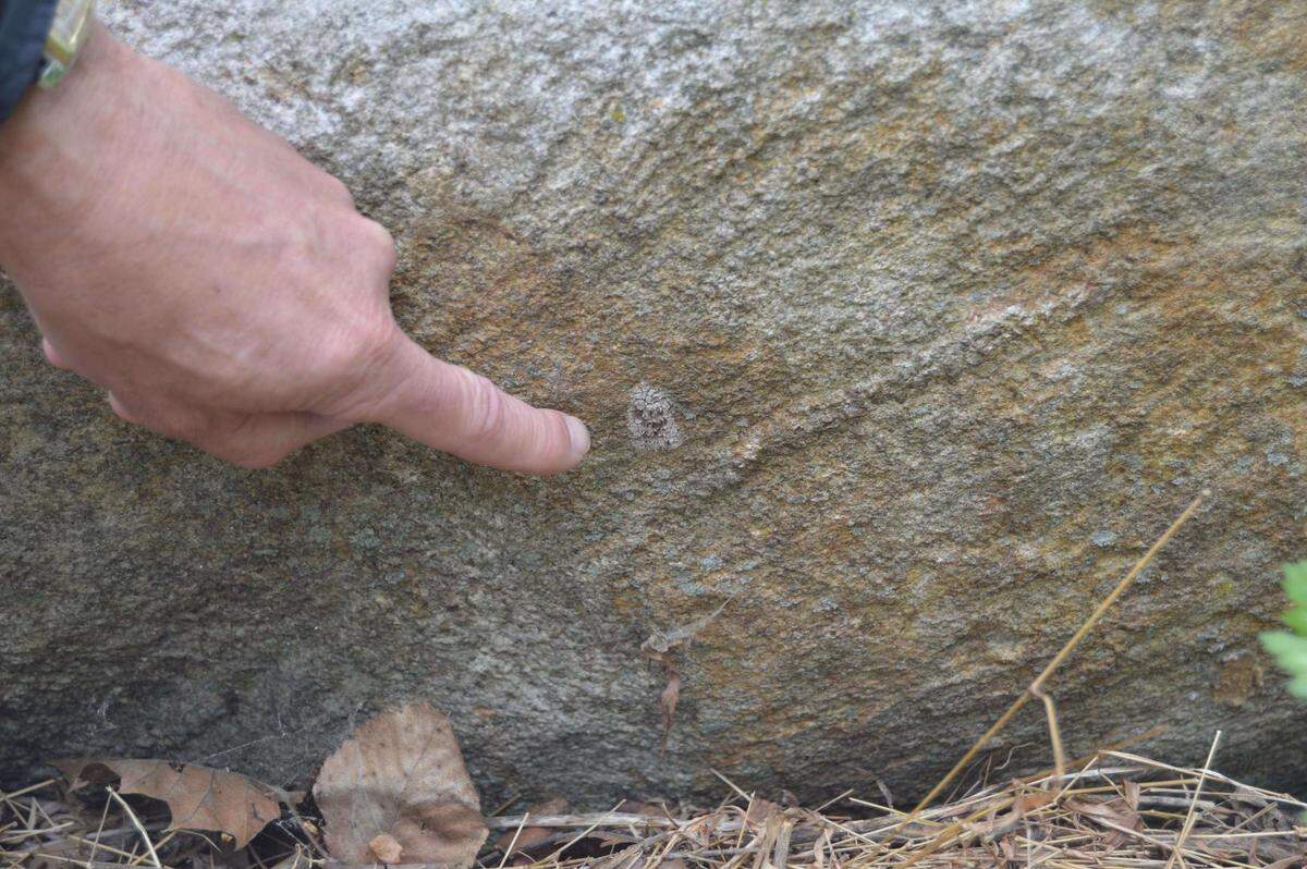 A spotted lanternfly egg mass. They can often look like a smear of dirt.