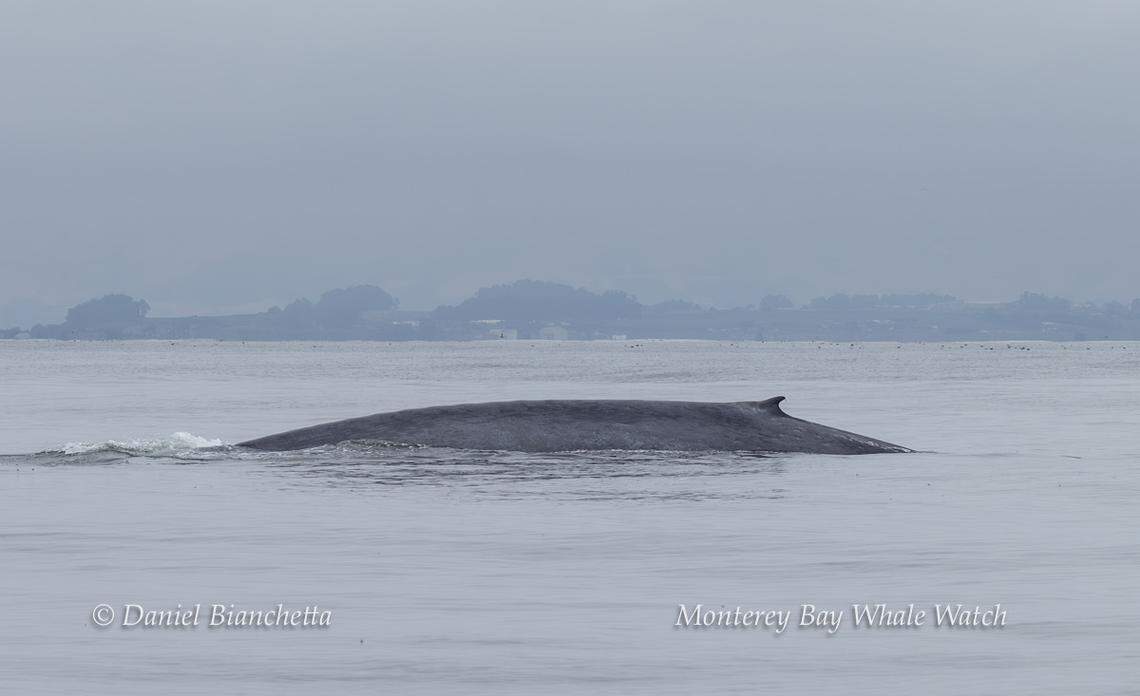 Whale watchers off California spotted a blue whale on July 29.