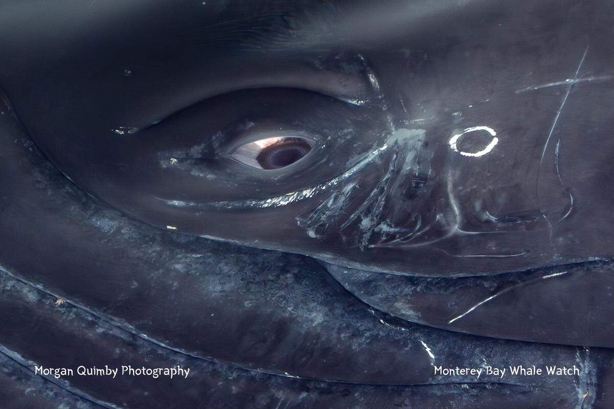 A humpback whale eyed boaters off the coast of California, passengers said.