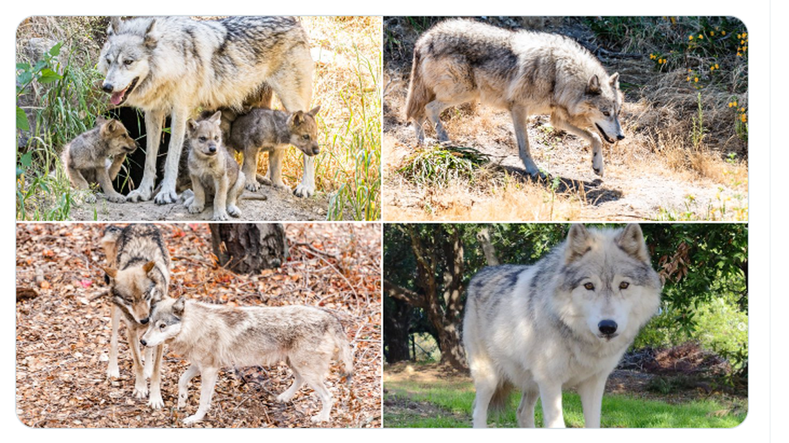 Siskiyou, the beloved matriarch of the Oakland Zoo’s gray wolf pack of six, was euthanized after vets found a large tumor in her abdomen.