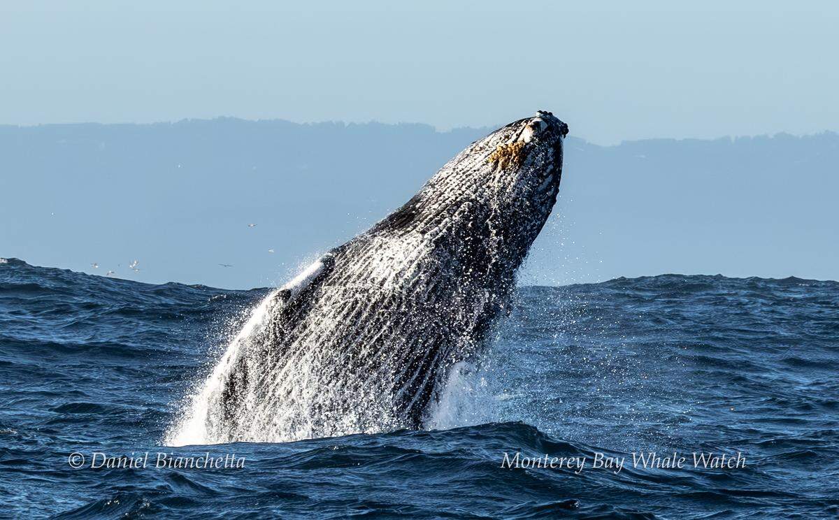 A baby humpback whale was spotted leaping out of the water off the coast of California, a whale watching company said.