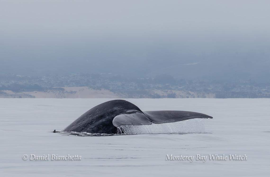 Scientists estimate that there are only 15,000 blue whales left on the planet.