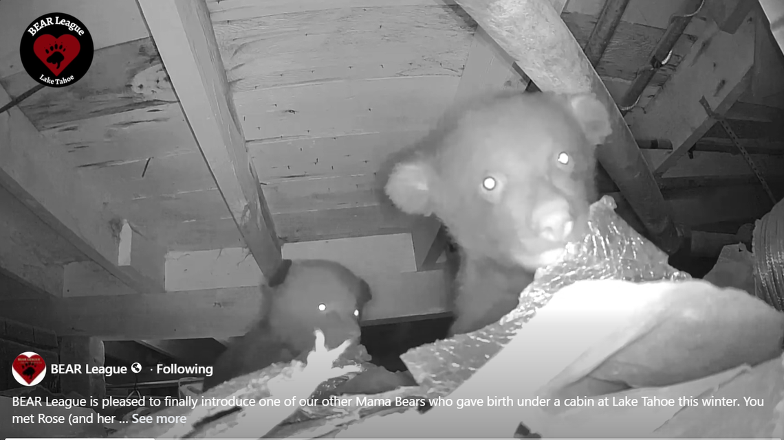 A mama bear gave birth to two noisy twin cubs under a Lake Tahoe home, video shows.