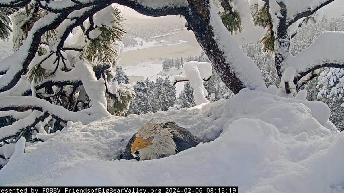 Bald eagle Jackie is seen incubating eggs Feb. 6 in Big Bear, California, during a storm.