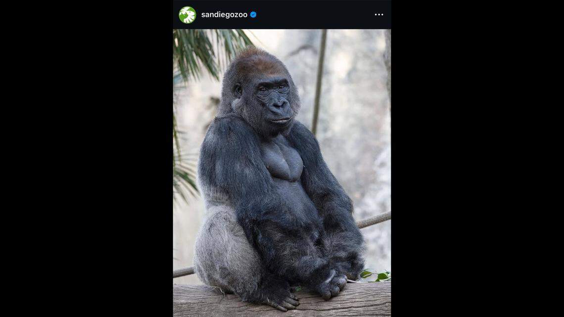 A 30-year-old gorilla died, a California zoo said.