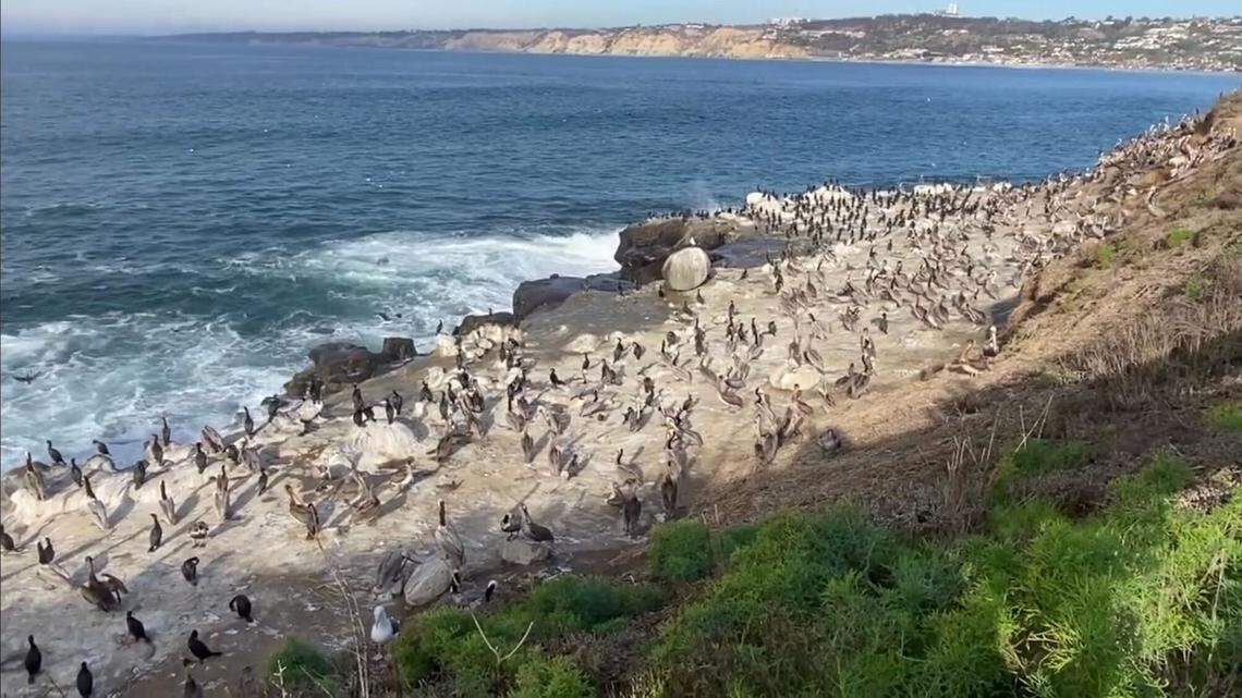 Countless pelicans congregate at La Jolla Beach in California.
