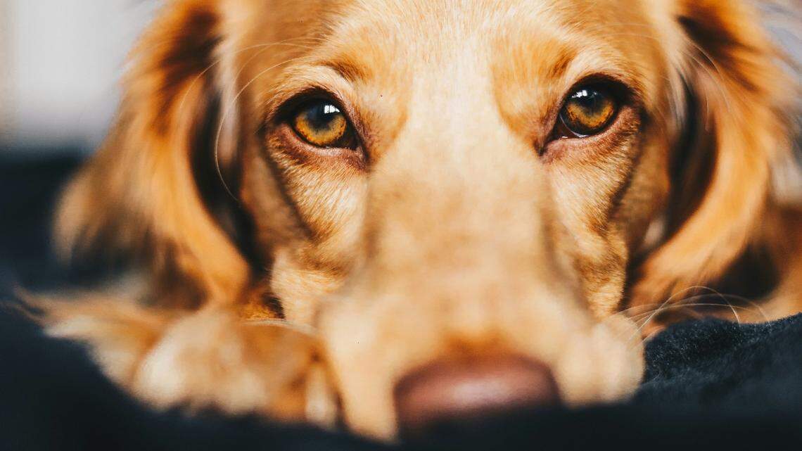 Four dogs in the Los Angeles area came down with Salmon Poisoning Disease in recent months.