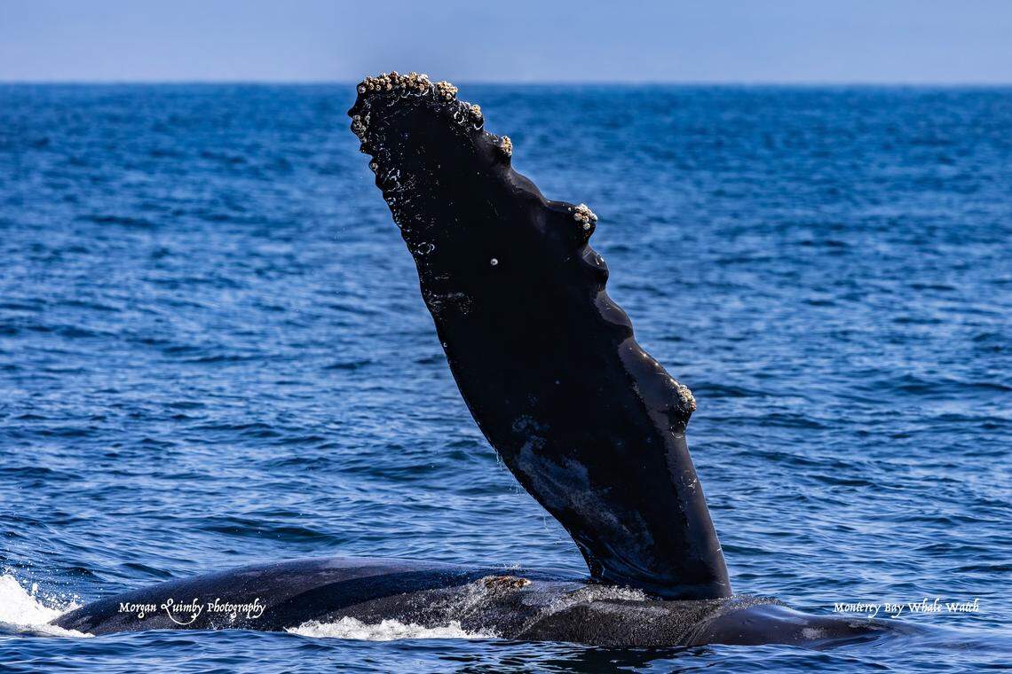 A humpback whale was a “highlight” for boaters off the coast of California.