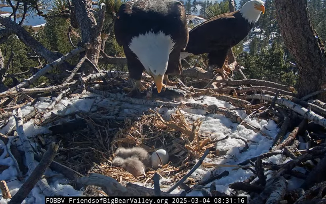 Jackie and Shadow are seen in the nest together with the two eaglets at 8:31 a.m. March 4. Jackie has a mark on her head.