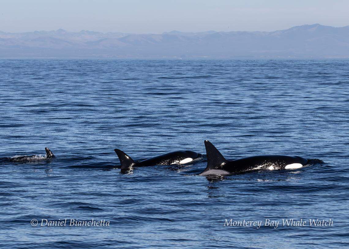 Three killer whales were spotted in California, a whale watching company said.
