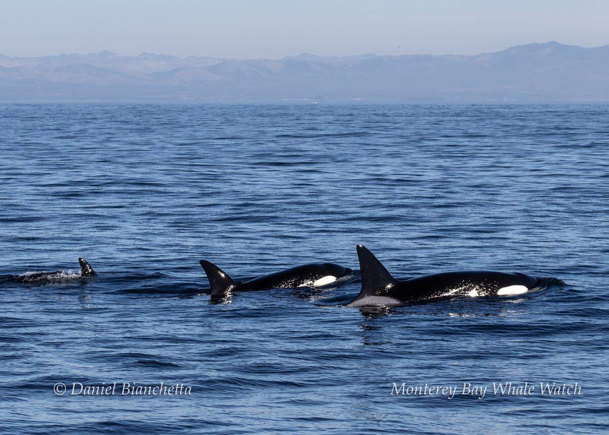 Three killer whales were spotted in California, a whale watching company said.
