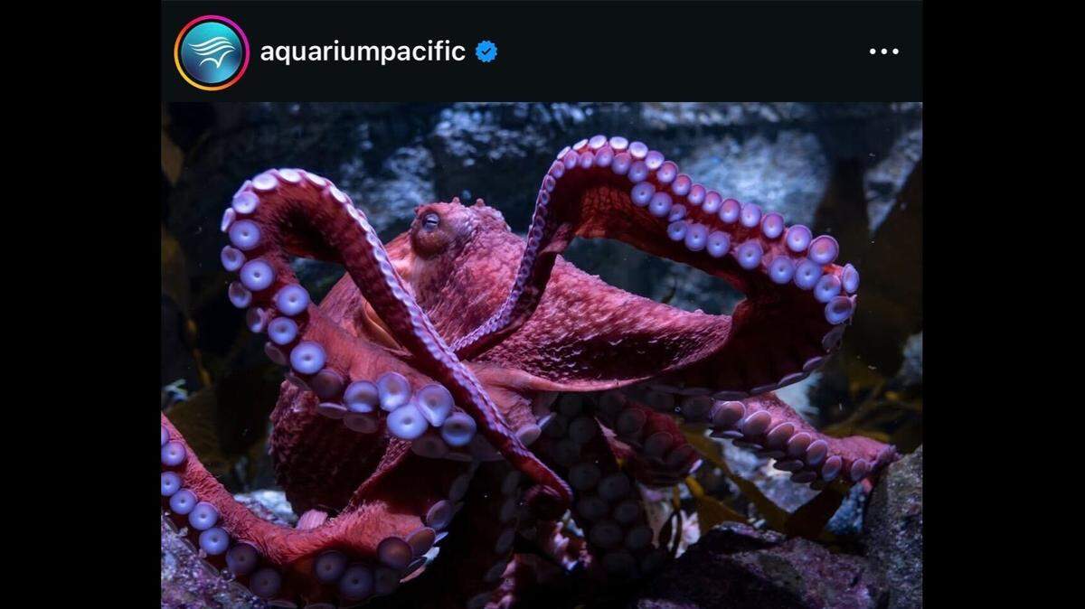 An octopus named Ghost will tend to her eggs that will never hatch, a California aquarium said.