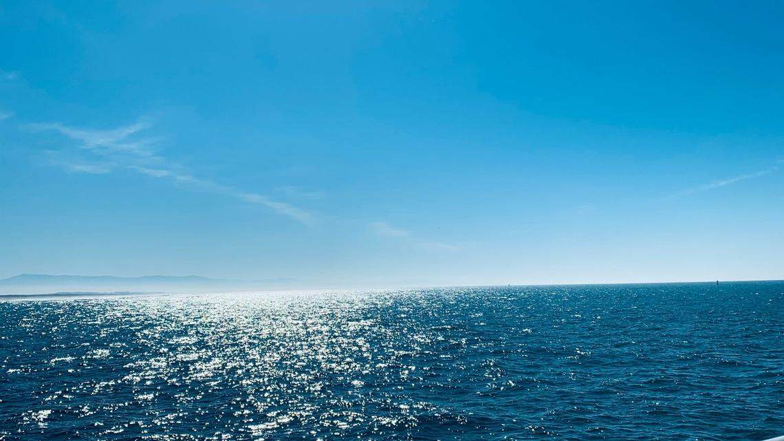 Sightings of the ocean giant were scarce last year. Their increased presence this summer is exciting for whale watchers off California.