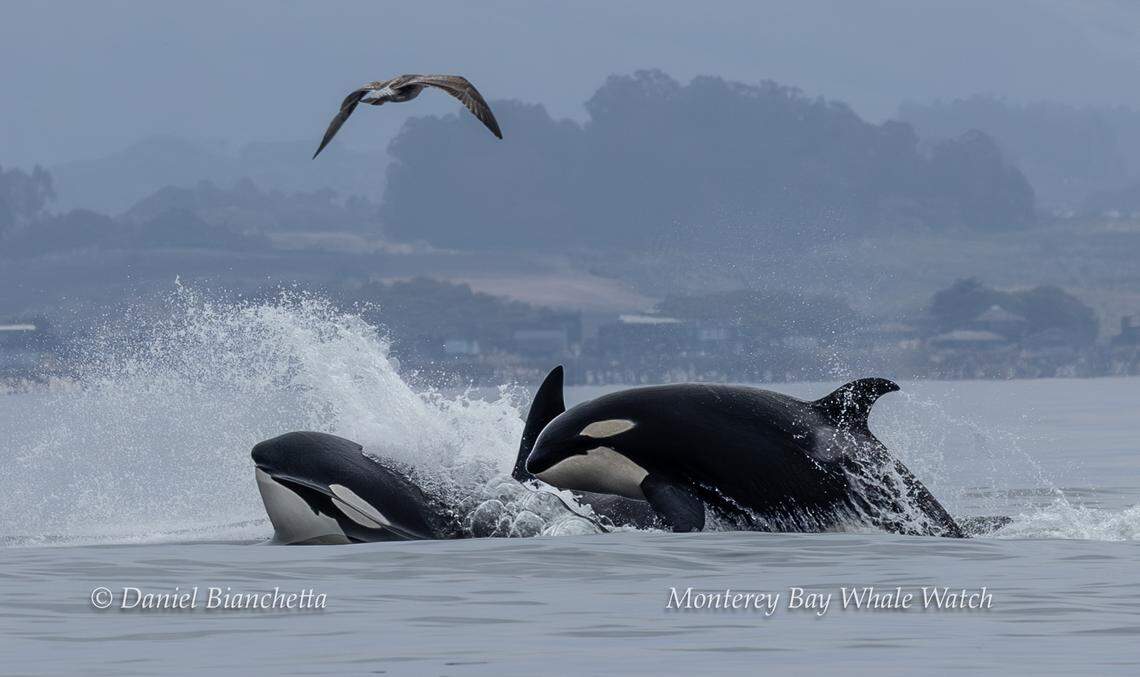 Killer whales were seen hunting off the coast of California, boaters said.